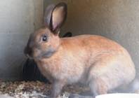 lapin.jpg